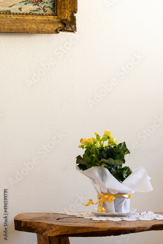Yellow begonia plant in bloom, potted gift plant on the table