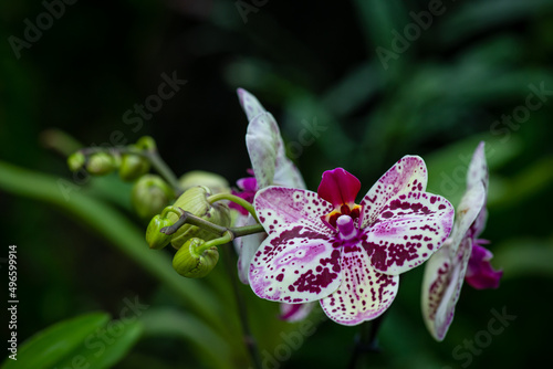 Blooming beautiful orchid flowers in a tropical greenhouse  nature and gardening