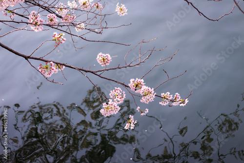 The best cherry blossom in Yokohama © Leo