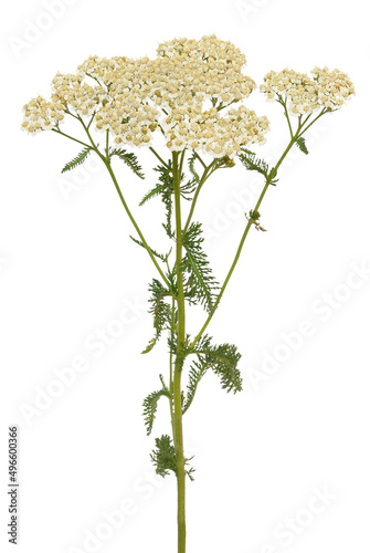 Achillea millefolium flower photo