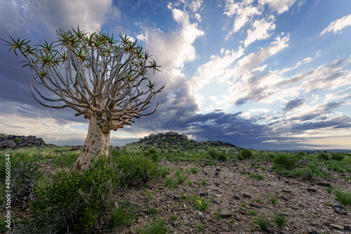 Quiver tree or kokerboom (Aloidendron dichotomum formerly Aloe dichotoma) Kenhardt, Northern Cape, South Africa. photo