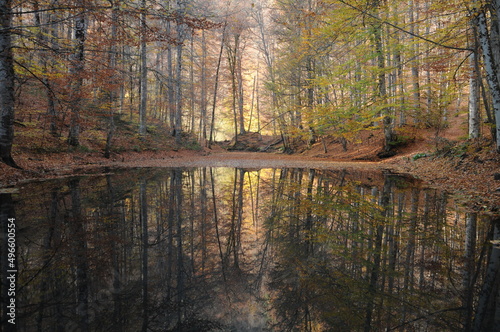 autumn in the forest