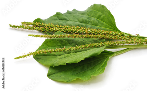 Green leaf of plantain.