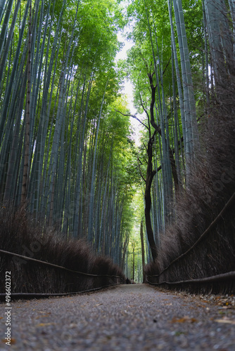 嵐山　竹林　縦写真
