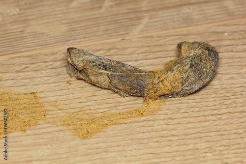 Close up of dry cat vomit with hairball on the wooden floor photo