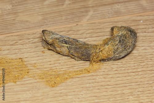 Close up of dry cat vomit with hairball on the wooden floor