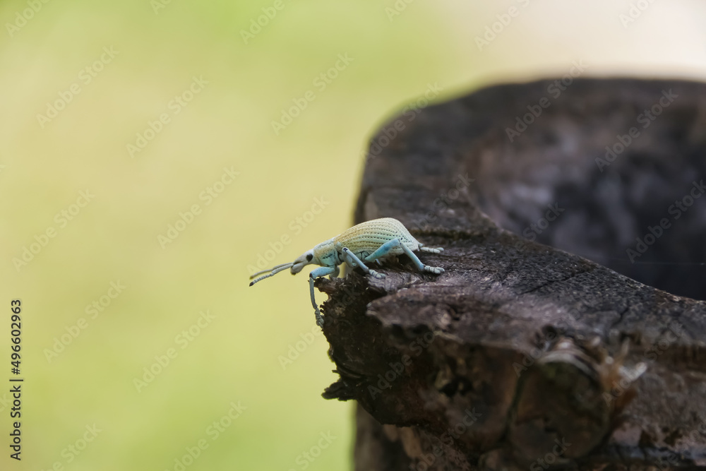 insects on old wood insects on old wood