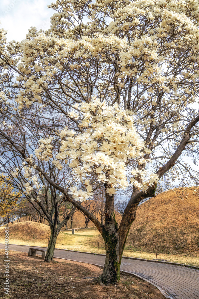 Fototapeta premium Daereungwon magnolia kobus blossom