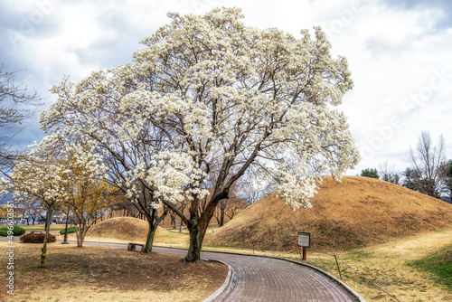 Daereungwon magnolia kobus blossom