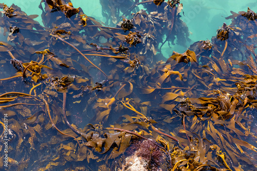 Sea kelp in clear turquoise water of the coast of South Africa