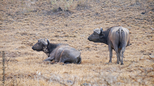 African buffalo lies on the grass. Buffalo resting on green grass in savannah in Kenya National Park. Buffalo in the middle of the African savannah.