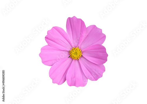 isolated pink cosmos flower on white background with clipping paths.