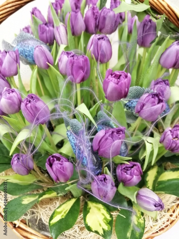 huge purple tulip bouquet in the basket.The first spring blooming flowers. floral desktop wallpaper