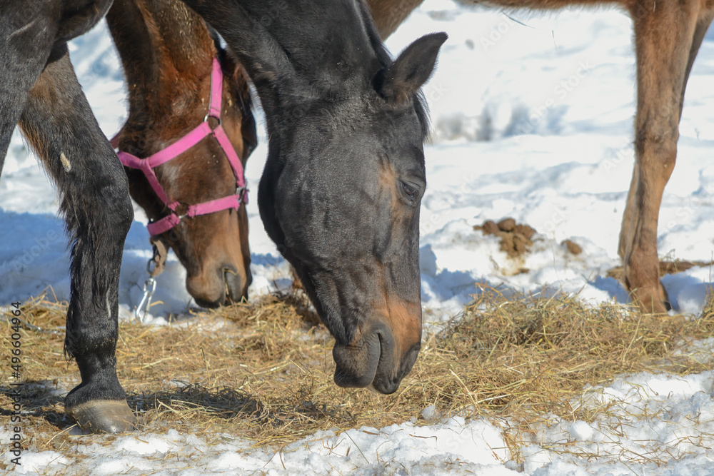 Heads of horses grazing in the pasture among the snow in early spring Heads of horses grazing in the pasture among the snow in early spring