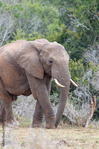 African elephant  Addo Elephant National Park