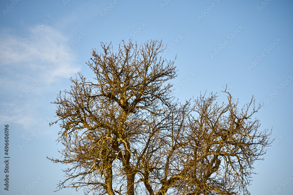 drzewo owocowe bez liści na tle nieba  - obrazy, fototapety, plakaty 
