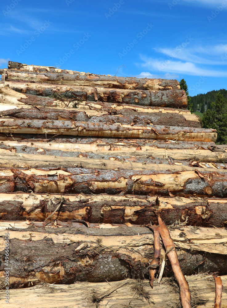 many cutted trunks of trees in the sawmill many cutted trunks of trees in the sawmill