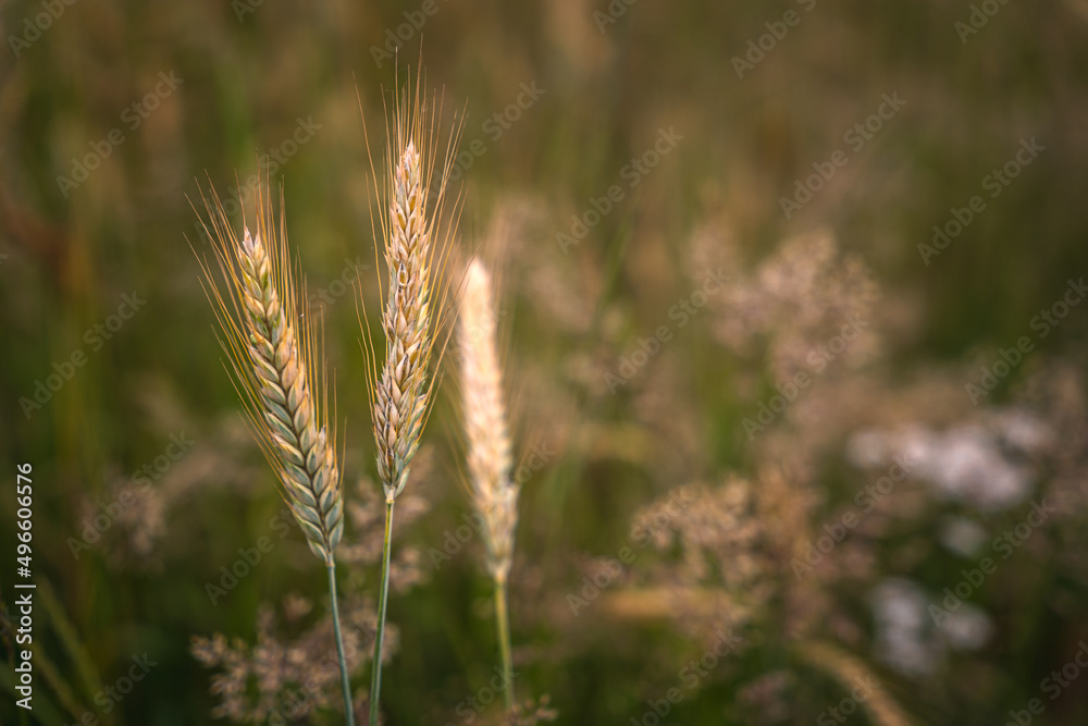 Close up of ripe grain. wheat field. Landscape of golden ripe wheat under sunlight. Rich harvest. Agriculture Bavaria Germany.
