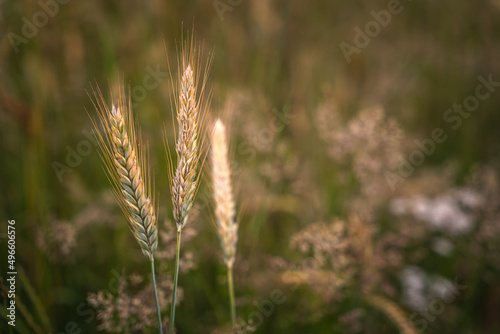 Close up of ripe grain. wheat field. Landscape of golden ripe wheat under sunlight. Rich harvest. Agriculture Bavaria Germany.