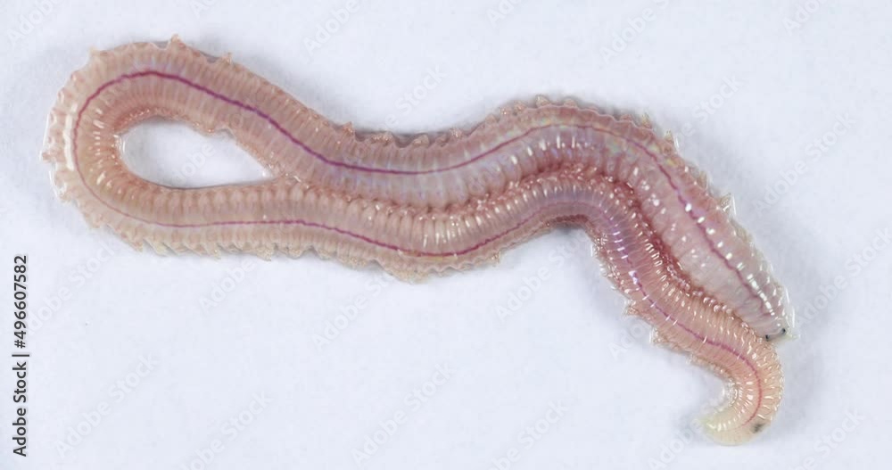 Sandworm Types Sand Worm (Perinereis sp.) is the same species as sea worms (Polychaete ...