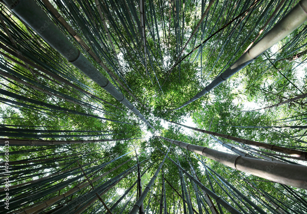 forest of tall green bamboo canes viewed from below forest of tall green bamboo canes viewed from below