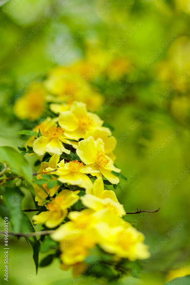 Yellow rosehip flowers on a blurred background. Blooming wild rose on a spring day. Copy space Yellow rosehip flowers on a blurred background. Blooming wild rose on a spring day. Copy space