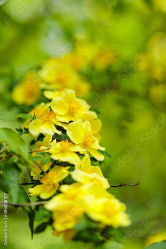 Yellow rosehip flowers on a blurred background. Blooming wild rose on a spring day. Copy space