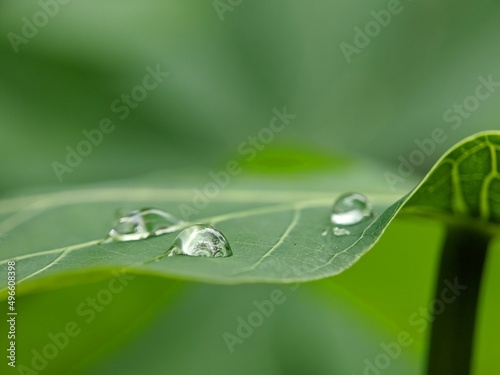 macro photografy, dew on a leaf