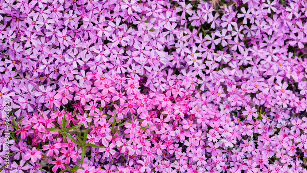 Phlox subulata. Floral background with subulata flowers Phlox subulata. Floral background with subulata flowers