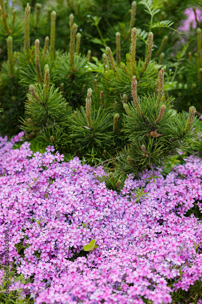 Obraz premium Phlox subulata. Floral background with subulata flowers. Purple floral pattern with many phlox flowers
