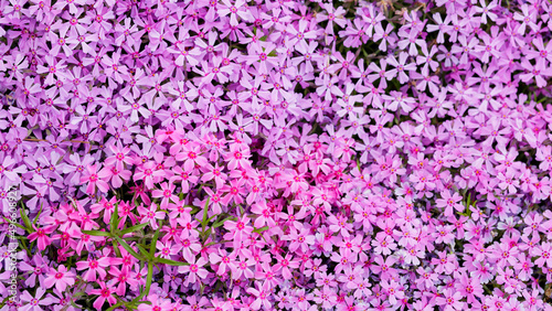 Phlox subulata. Floral background with subulata flowers