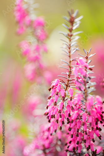 Blooming erica carnea on a blurred background. Pink erica carnea on the field. Copy space