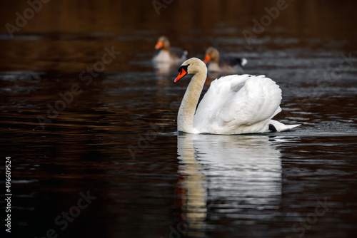 a mute swan on the lake 