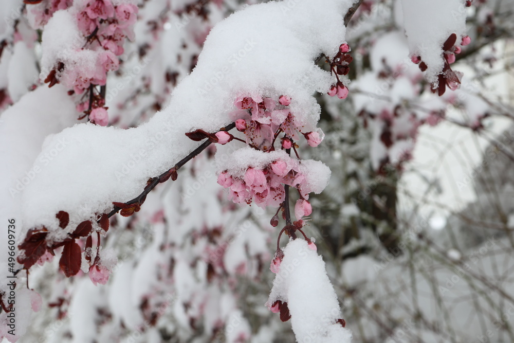 Blossoming cherry in the snow. Winter has returned. Blossoming cherry in the snow. Winter has returned.