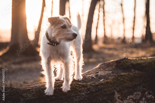 Bild auf Leinwand Parson Russell Terrier im Portrait