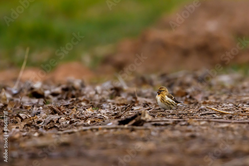 A common redpoll on the ground © hecke71