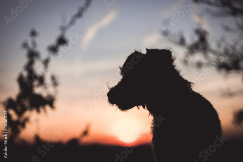 Silhouette eines Hundes im Sonnenuntergang