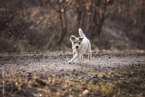 Parson Russell Terrier rennt galoppiert über einen Weg im Wald