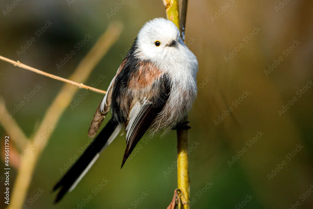 Fototapeta premium A Long Tailed tit in the wild