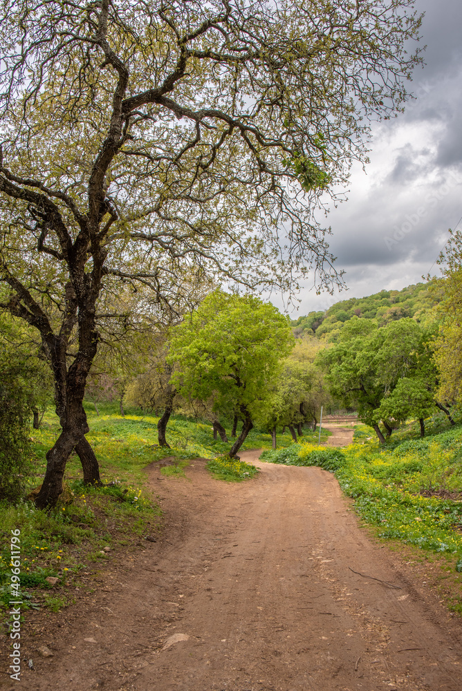 Dirt road through a woodland area in rural northern Israel.
