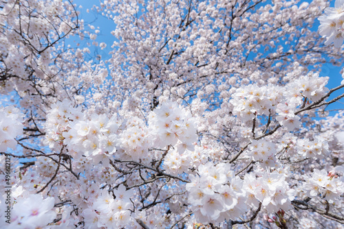 いっぱいの桜