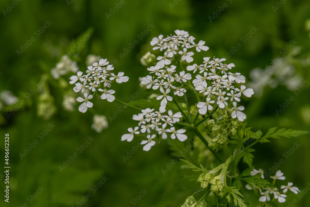 Small flowers of Anthriscus lamprocarpus also known as Cow Parsley, Wild Chervil, Queen Anne's Lace growing wild in Israel
Small flowers of Anthriscus lamprocarpus also known as Cow Parsley, Wild Chervil, Queen Anne's Lace growing wild in Israel