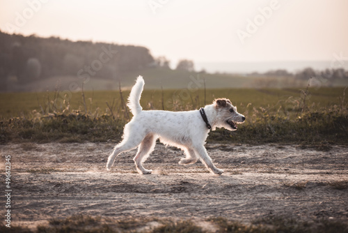 Parson Russell Terrier trabt läuft über einen Weg