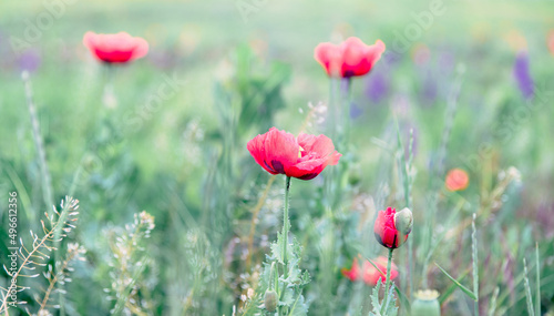 Red poppy flowers growing in the meadow. Gentle pastel natural floral background. © eshana_blue