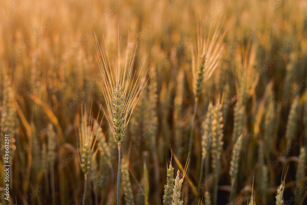 Wheat filed in golden hour 