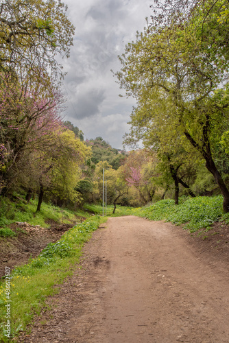 Dirt road through a woodland area in rural northern Israel. 