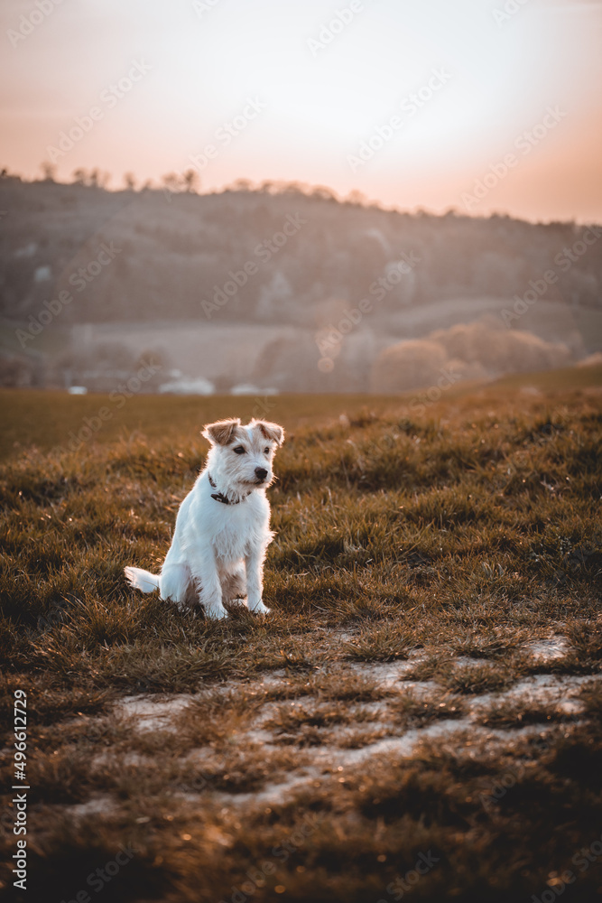 Parson Russell Terrier im Portrait