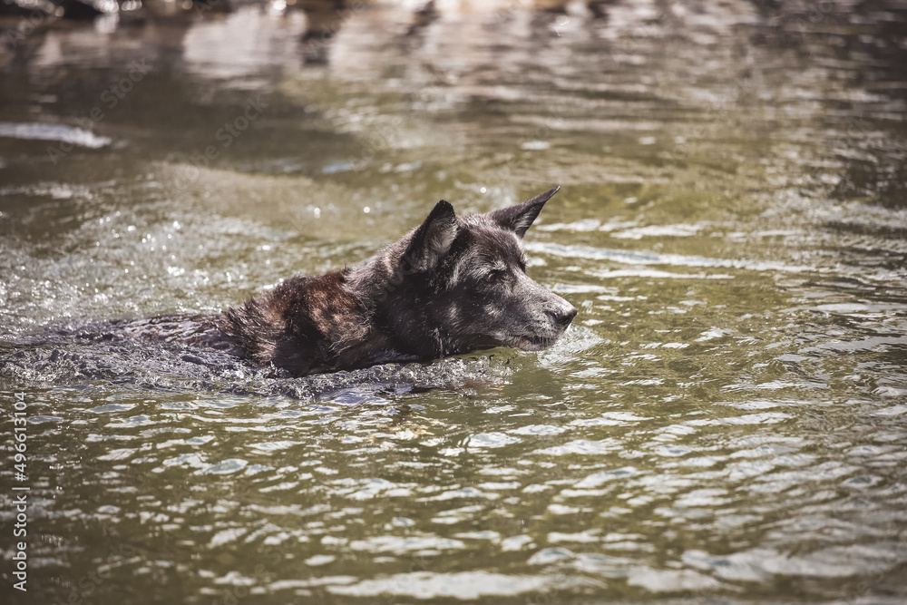 Schwarzer Schäferhund beim Schwimmen und Apportieren Schwarzer Schäferhund beim Schwimmen und Apportieren