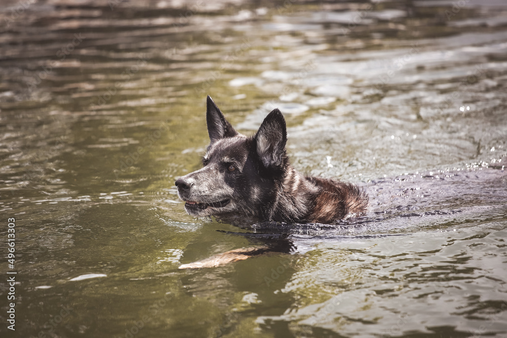 Schwarzer Schäferhund beim Schwimmen und Apportieren Schwarzer Schäferhund beim Schwimmen und Apportieren