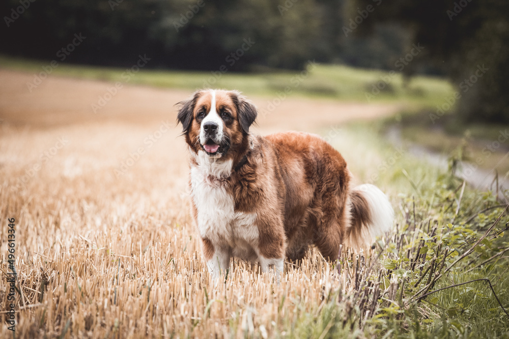 Berner Sennenhund steht auf einem Feld